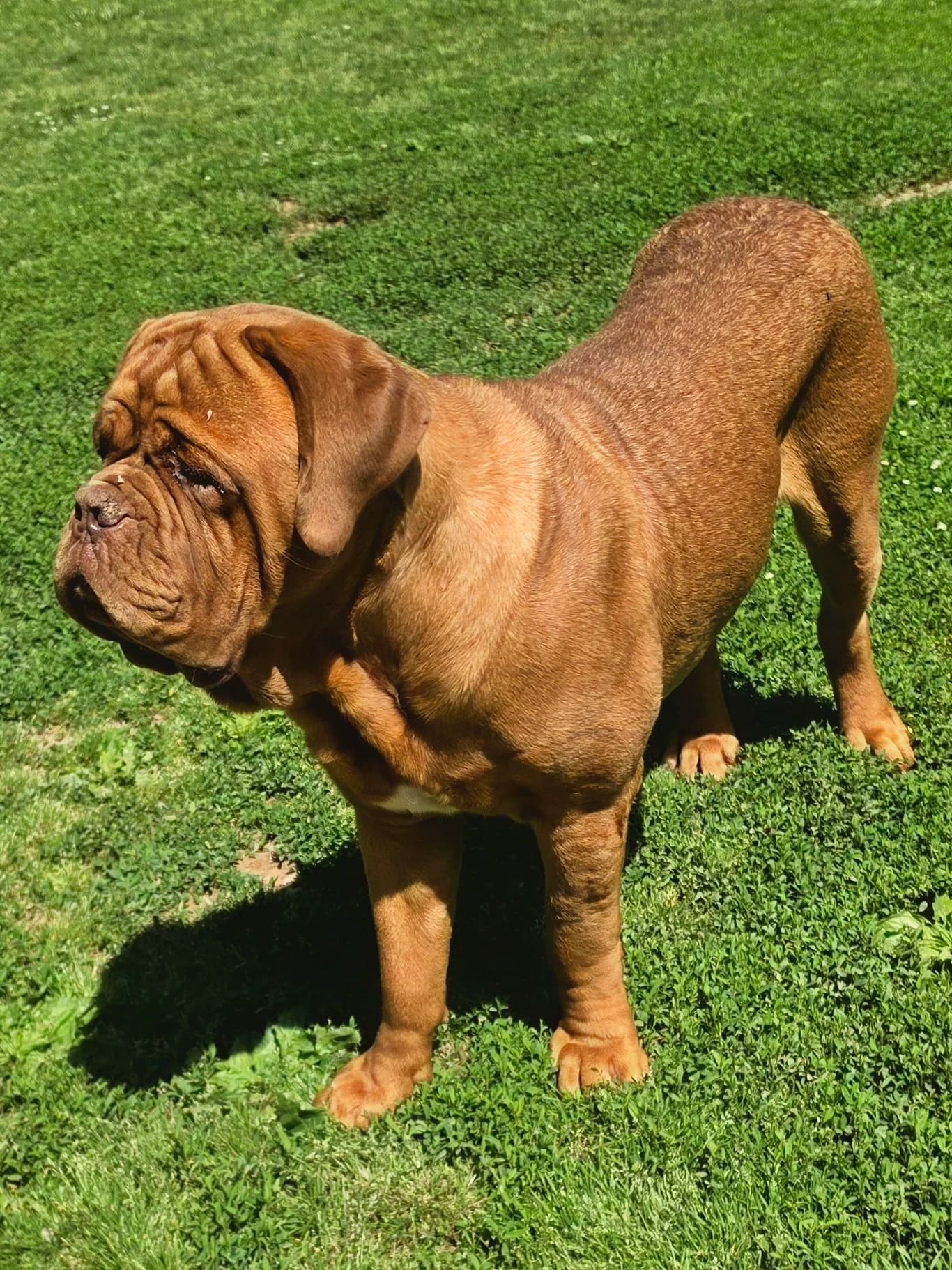 Atticus, a Bordeaux Legends Dogue de Bordeaux