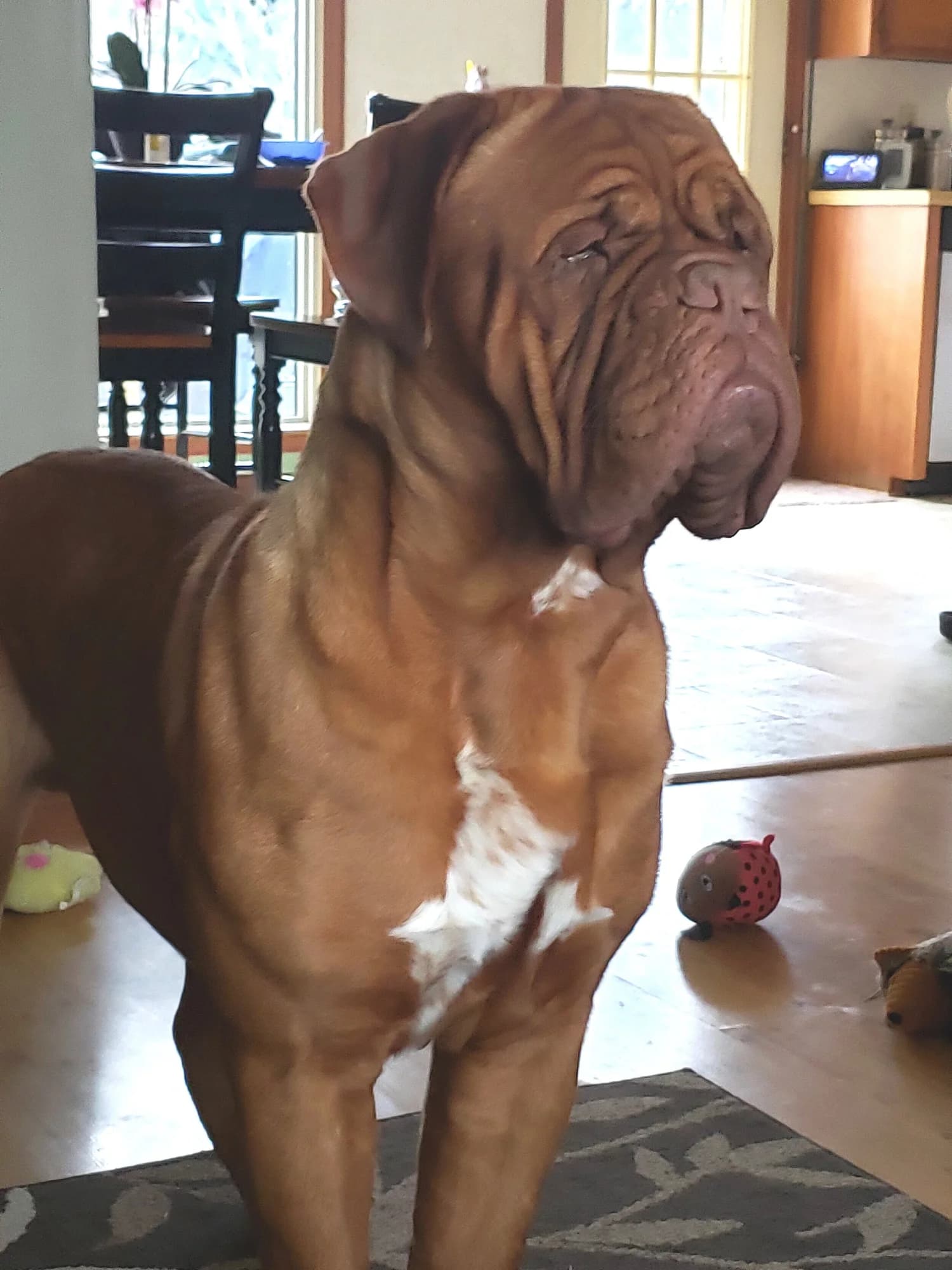 Moss, a Bordeaux Legends Dogue de Bordeaux