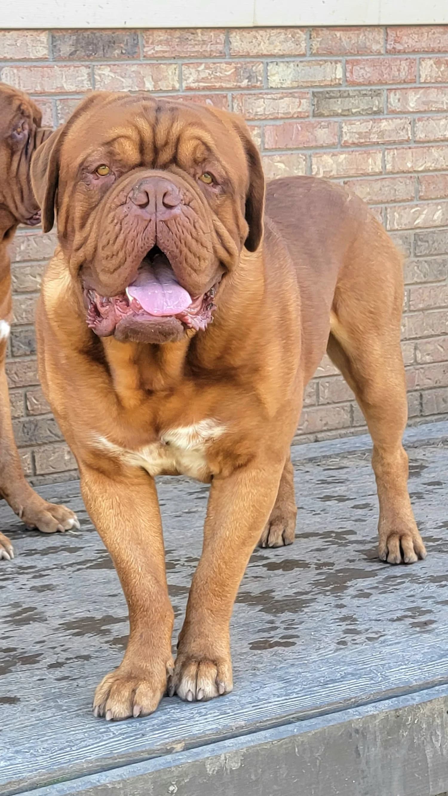 Sol, a Bordeaux Legends Dogue de Bordeaux
