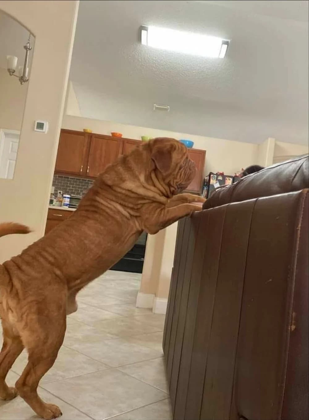 Dog leaning over the back of a couch