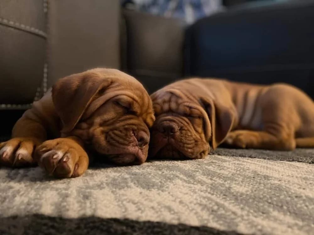 Two puppies sleeping together indoors
