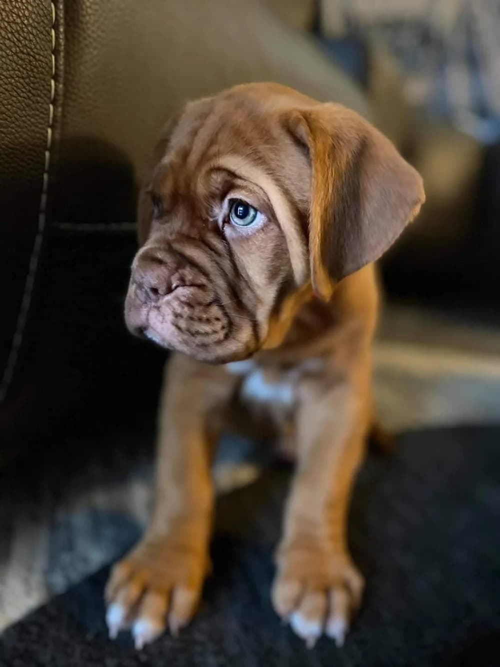 Young puppy sitting indoors