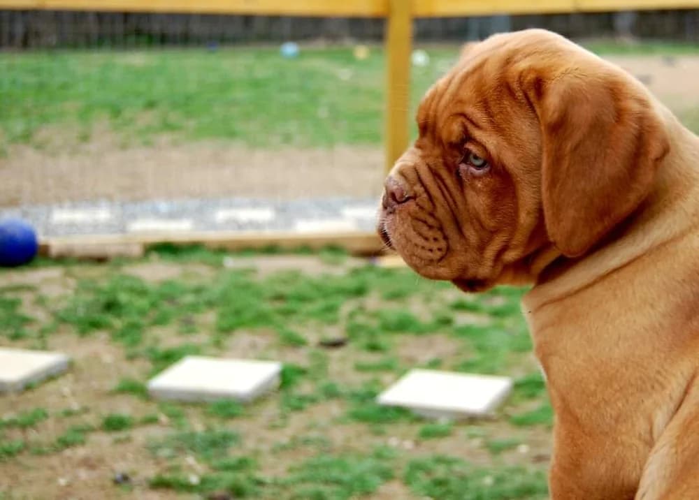 Dog standing on the grass