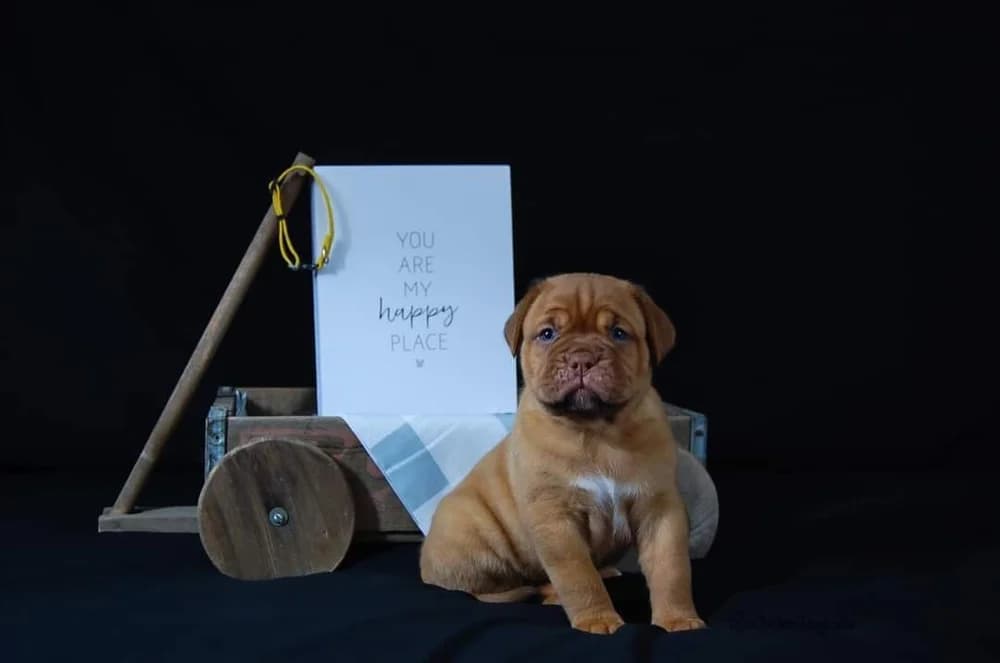 Puppy posed beside a small wooden cart