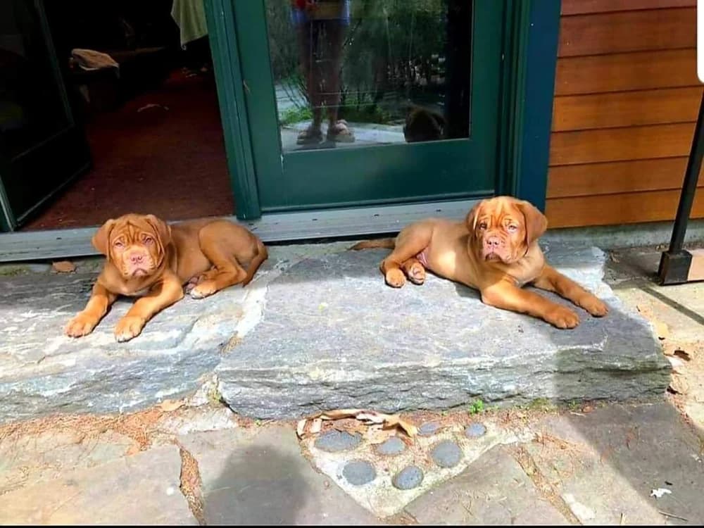 Two dogs resting near a doorway