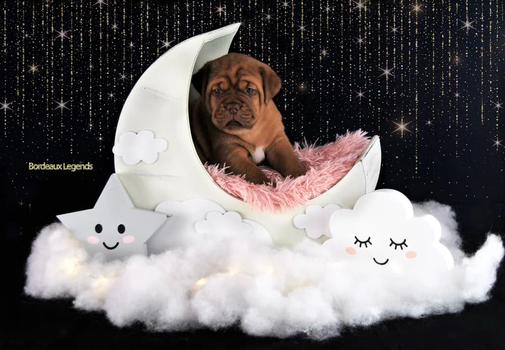Puppy in a crescent moon photo setting