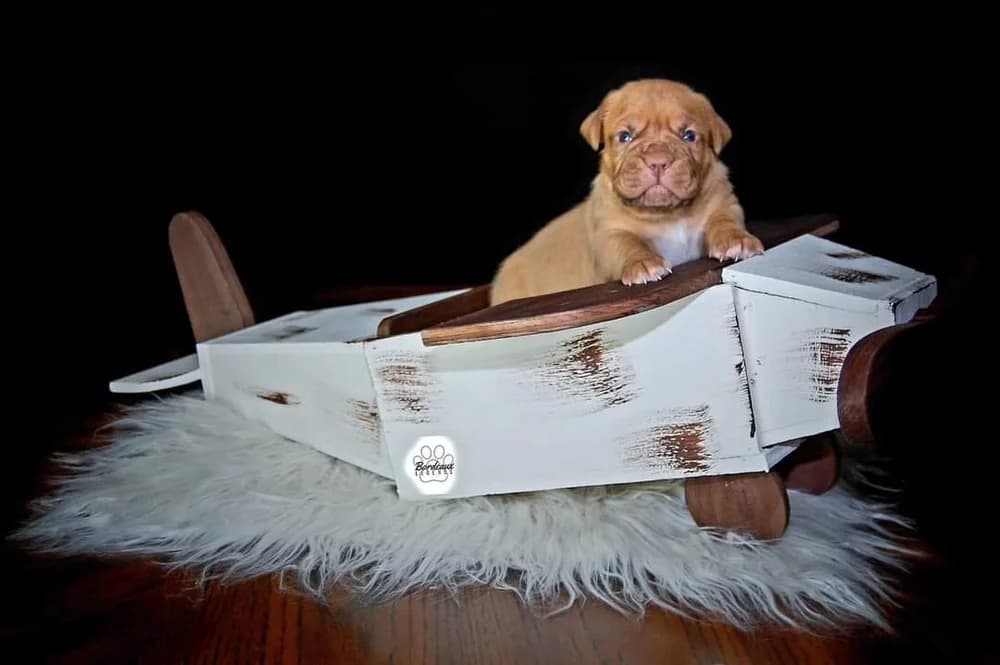 Puppy posed in a small white boat
