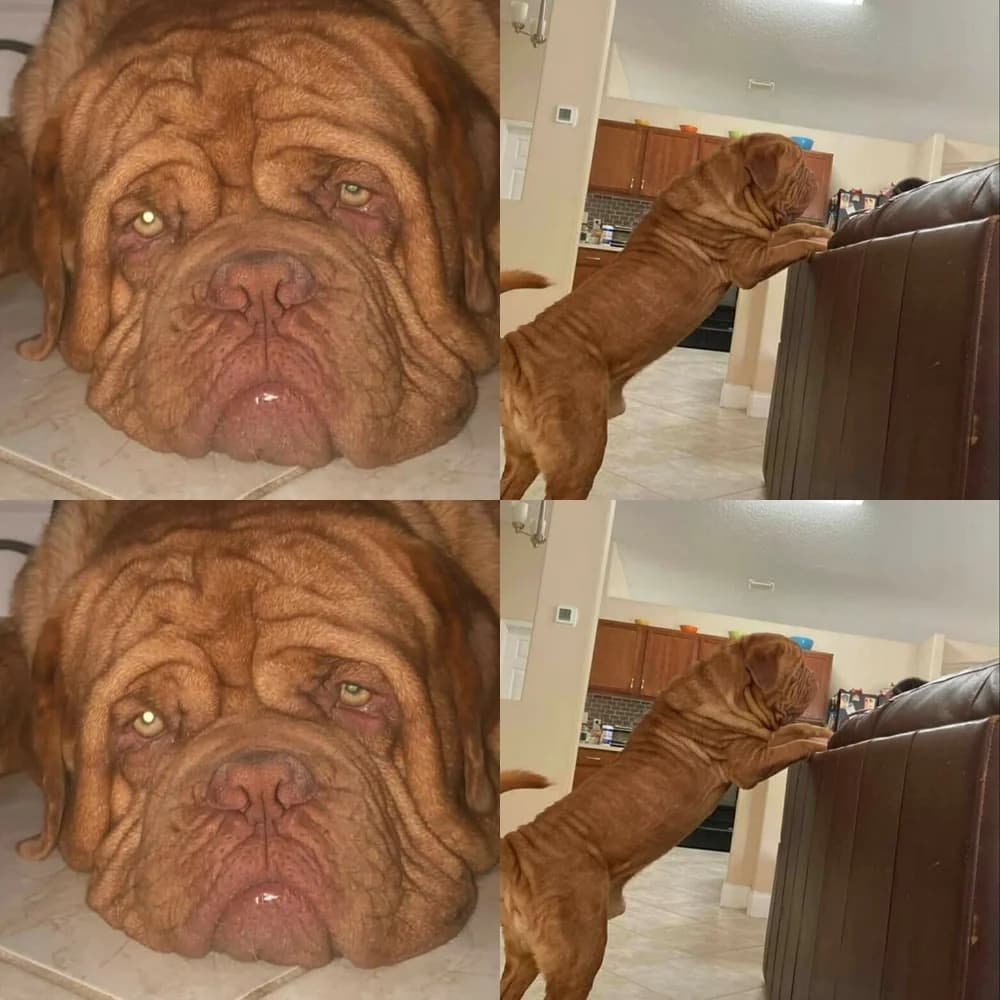 Four photographs of a dog at home