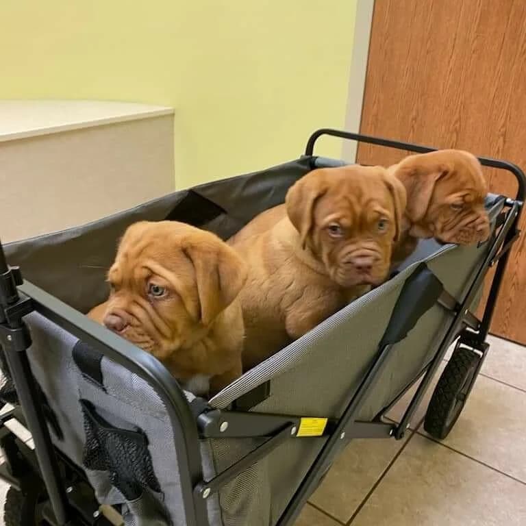 Three puppies together in a stroller
