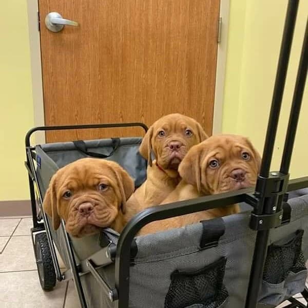 Three puppies sitting in a stroller