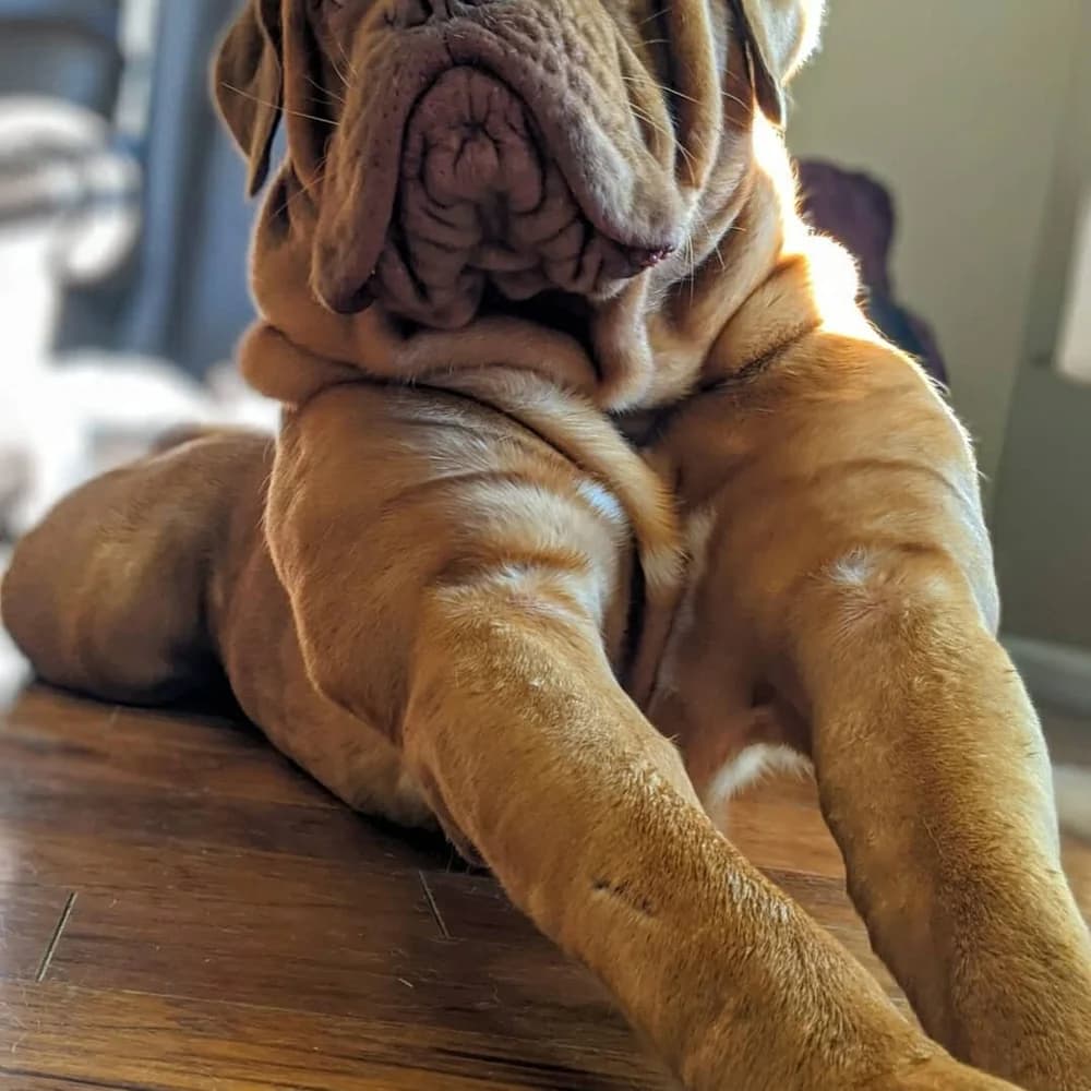 Close view of a puppy resting on a wooden floor