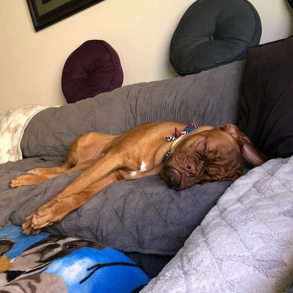 Dog sleeping on a couch