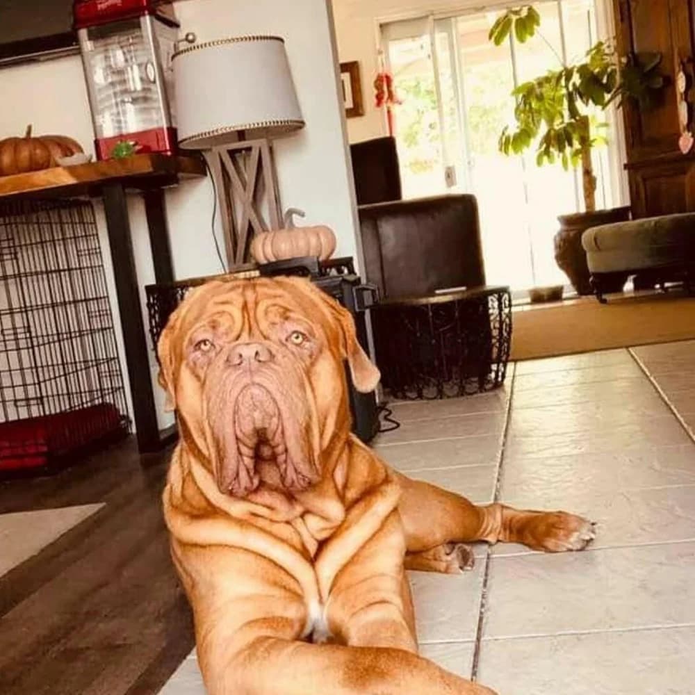Dog resting on a tiled floor