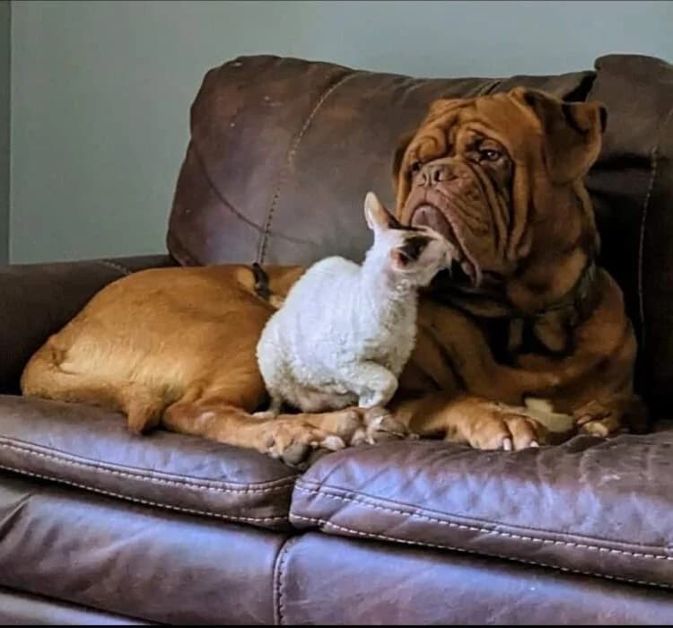 Dog relaxing on a couch with a cat