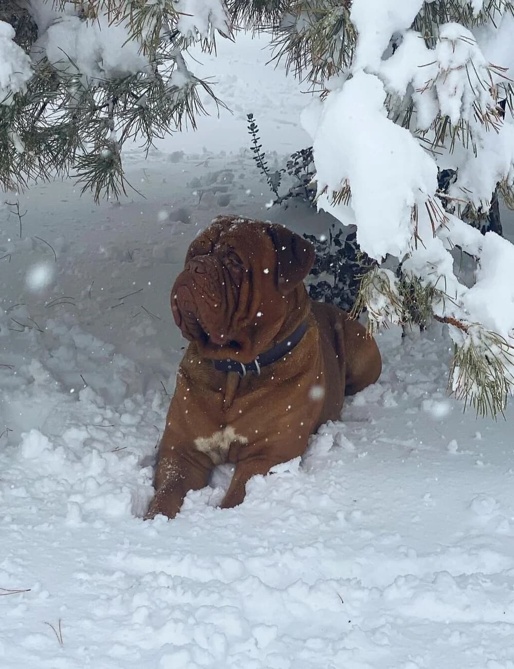 Dog sitting beneath snowy branches