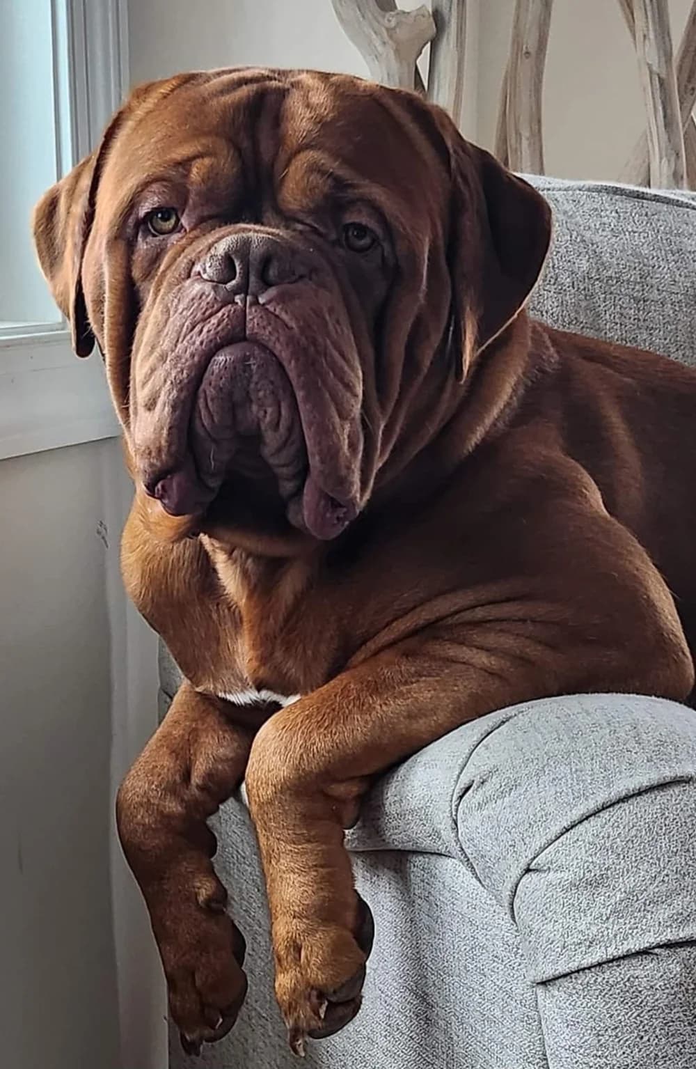 Dog sitting on a couch