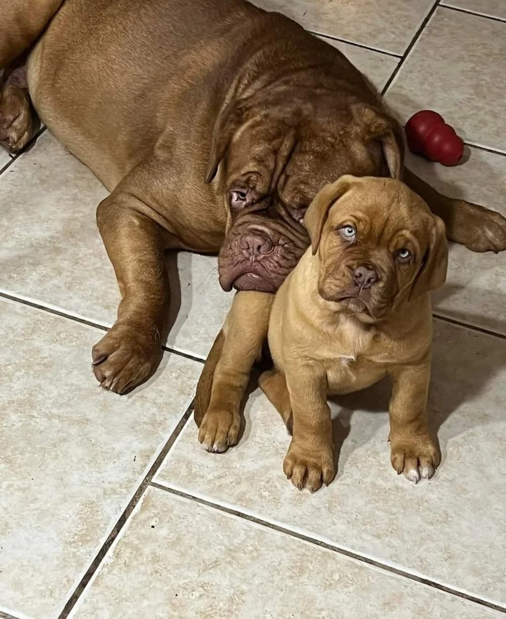 Two puppies resting on a tiled floor