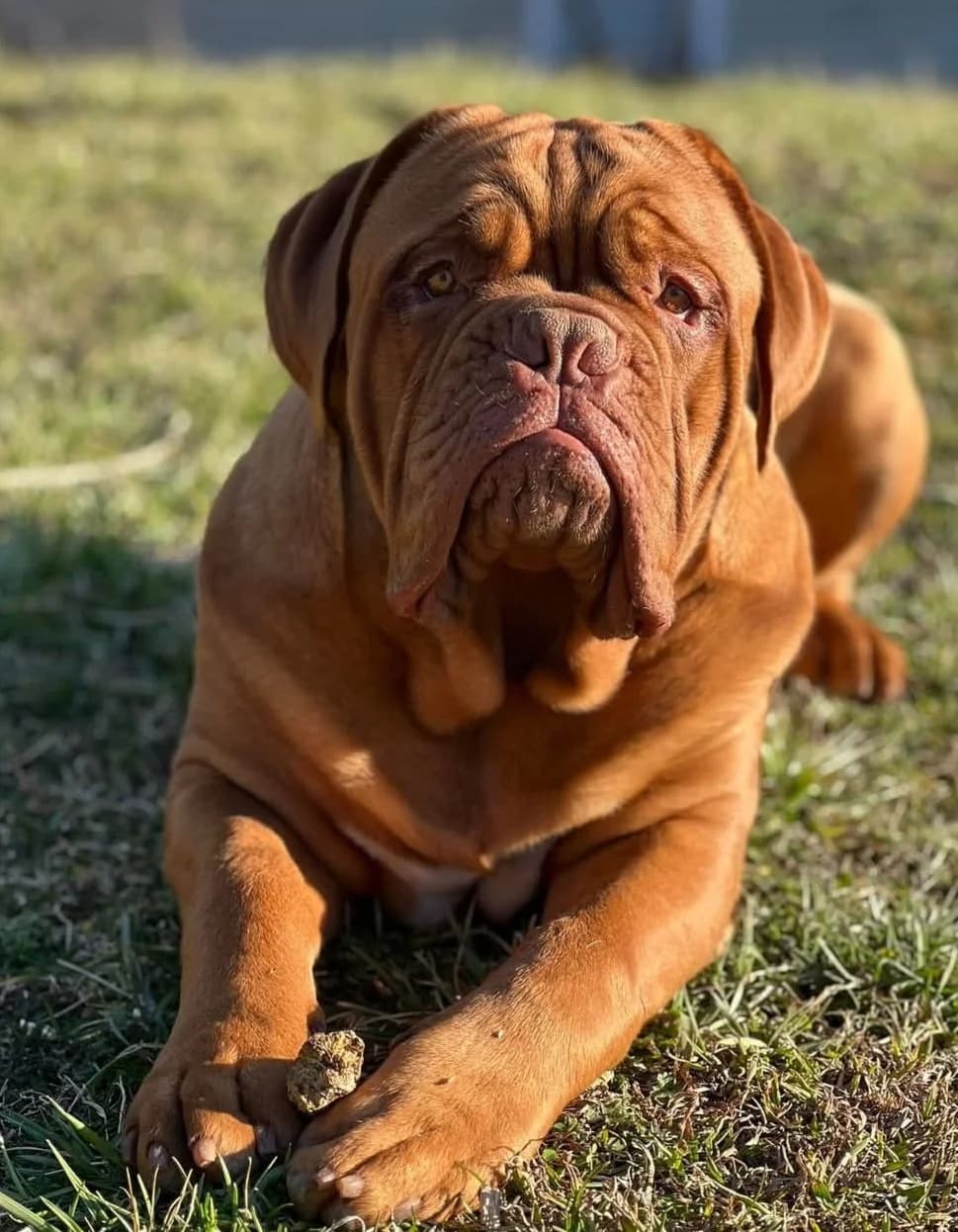 Dog lying in the sunlight on grass