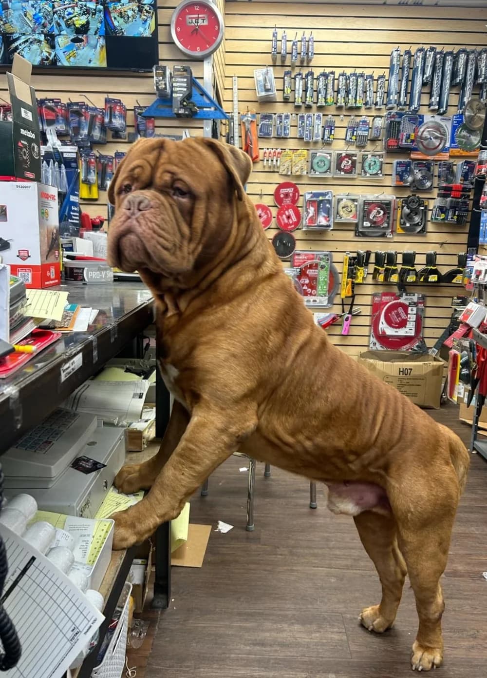 Dog at a shop counter