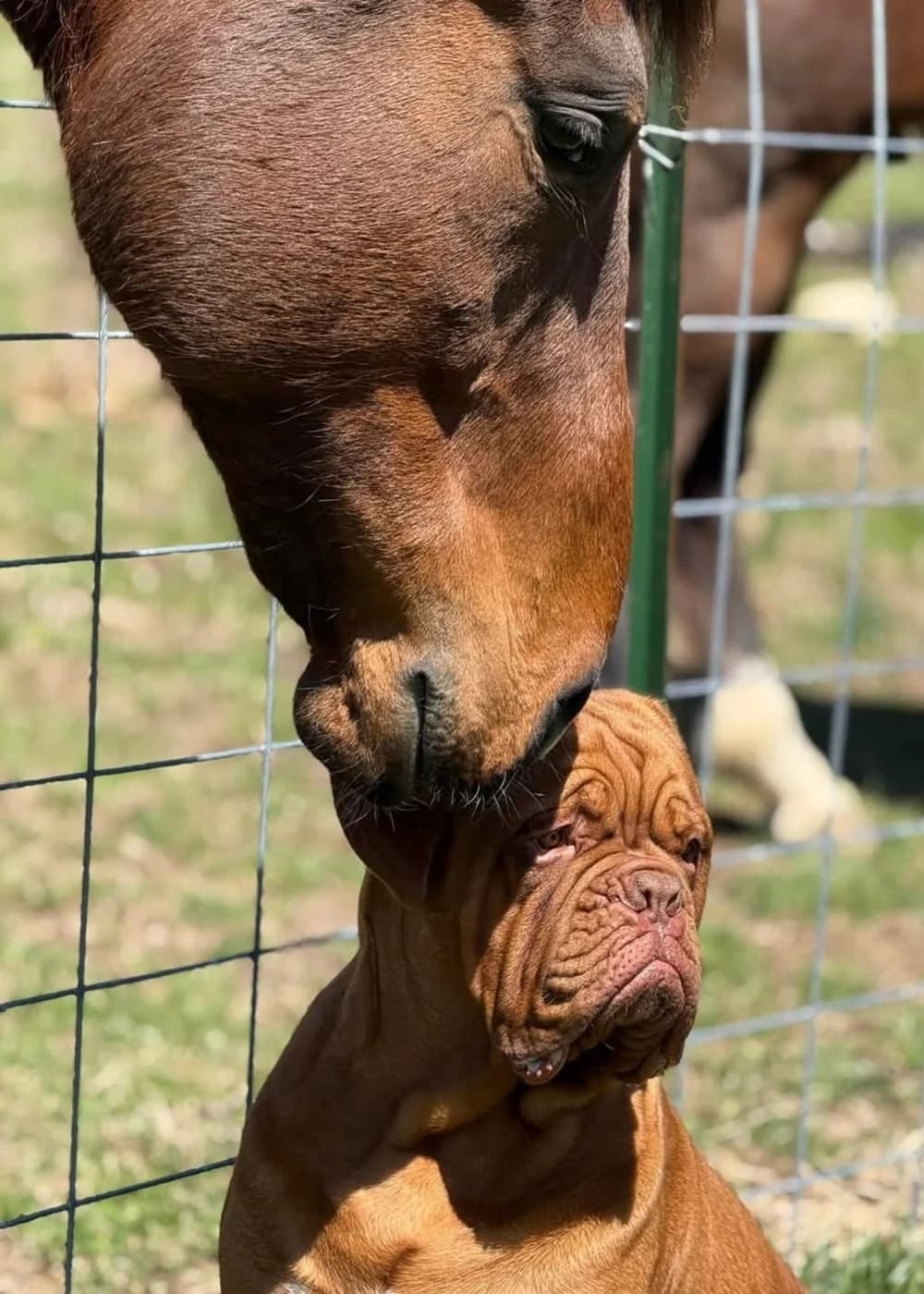 Two dogs meeting through a fence