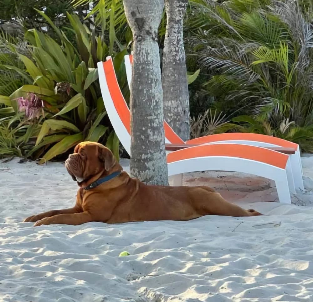 Dog lying on sand in the shade