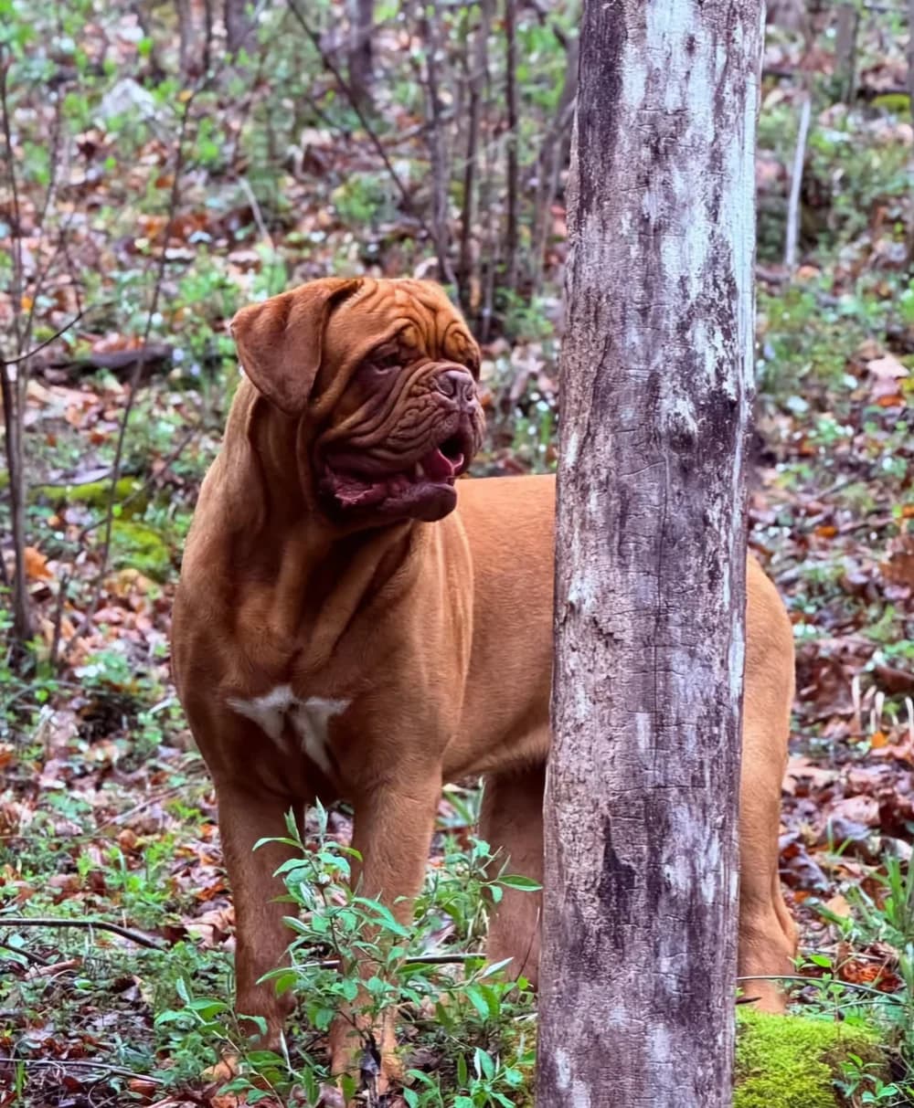 Dog standing among trees