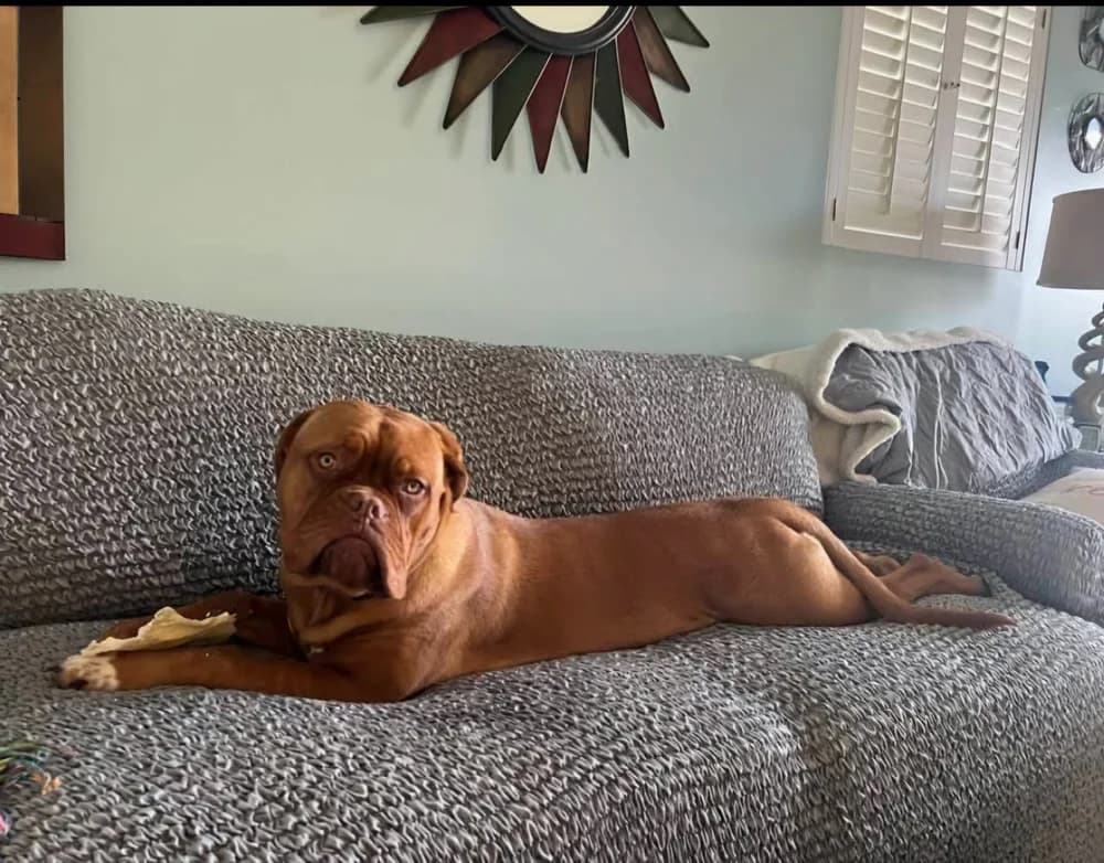 Dog resting on a sofa