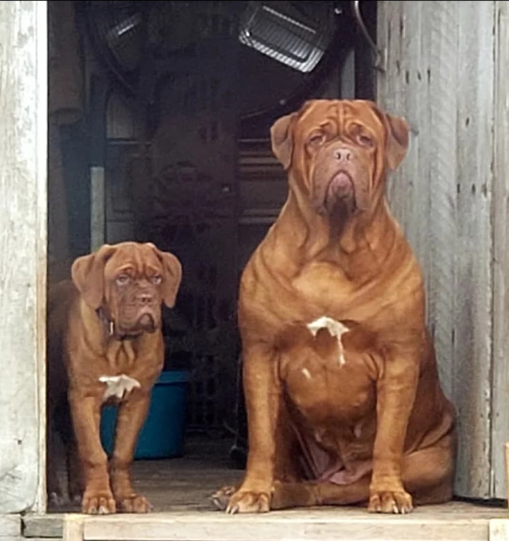 Two dogs sitting together outdoors