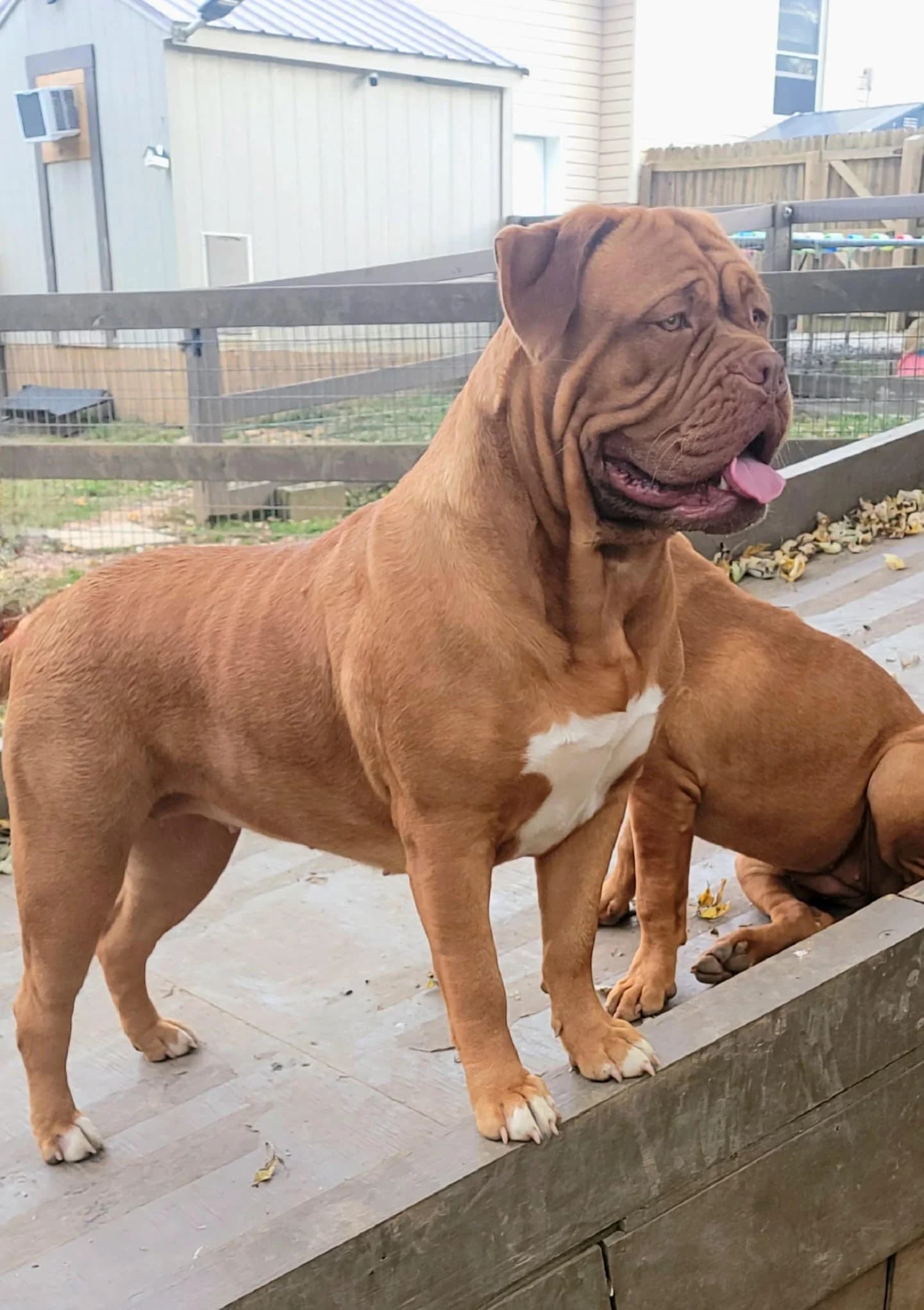 Brienne, a Bordeaux Legends Dogue de Bordeaux
