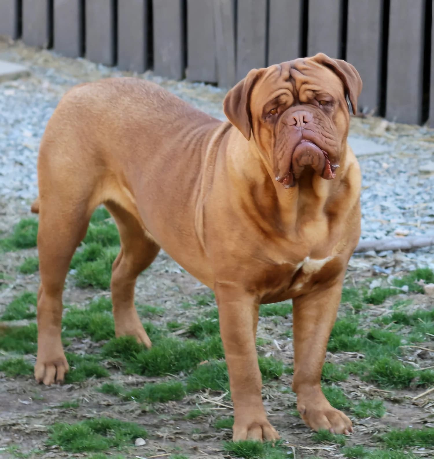 Cleo, a Bordeaux Legends Dogue de Bordeaux