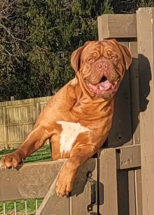 Ophelia, a Bordeaux Legends Dogue de Bordeaux