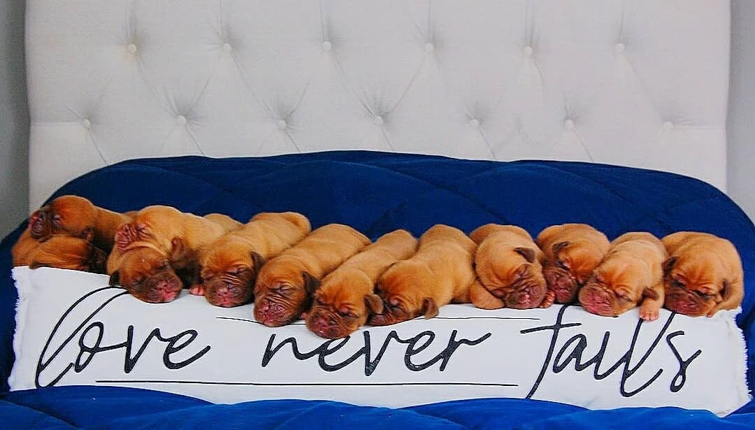 Nine Bordeaux Legends puppies together on a blue blanket
