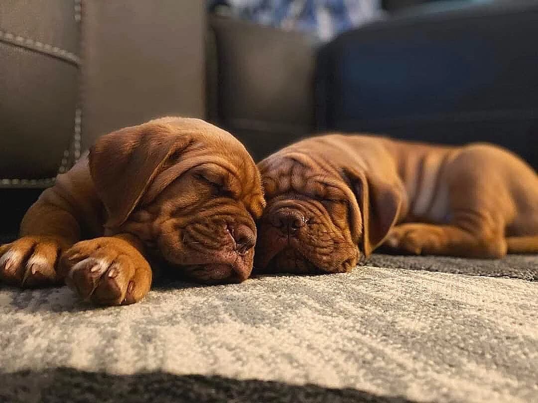 Two Bordeaux Legends puppies sleeping together at home