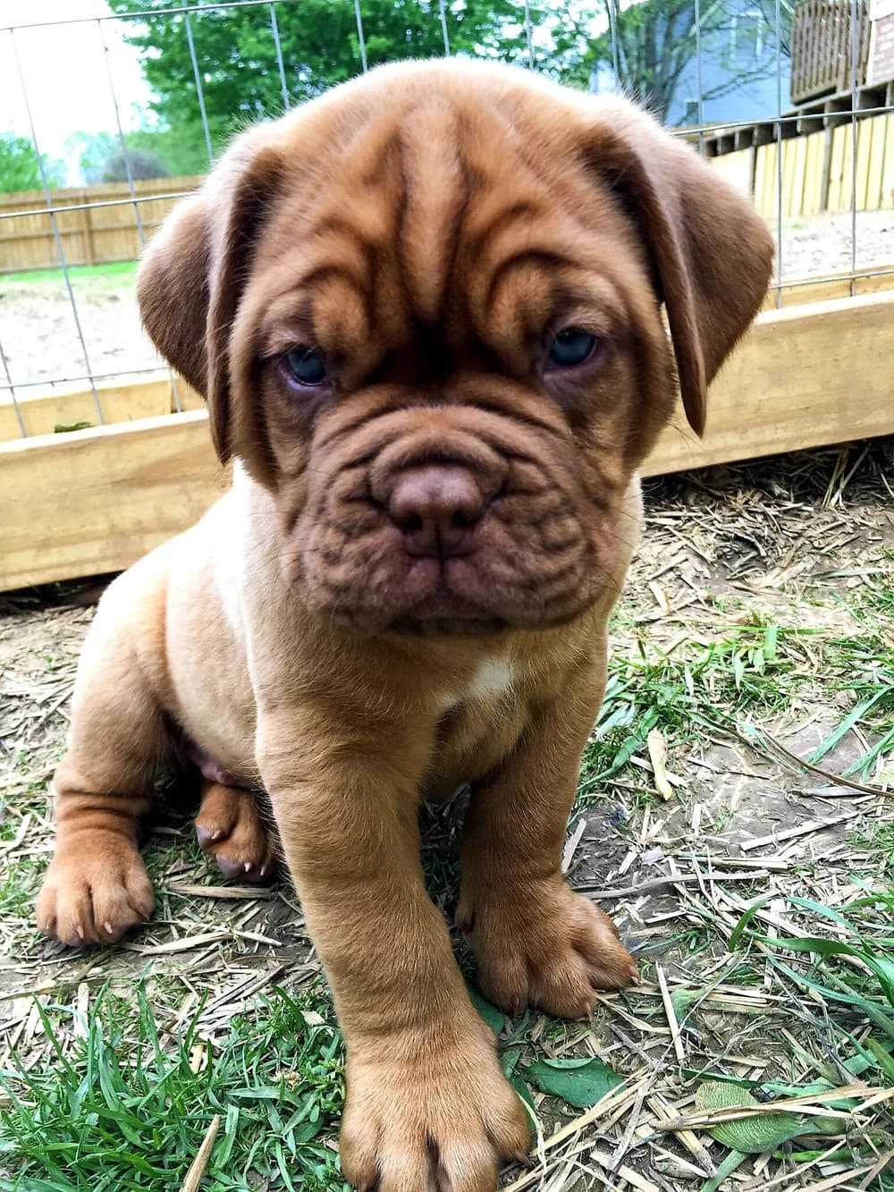 Young Dogue de Bordeaux puppy sitting in the grass