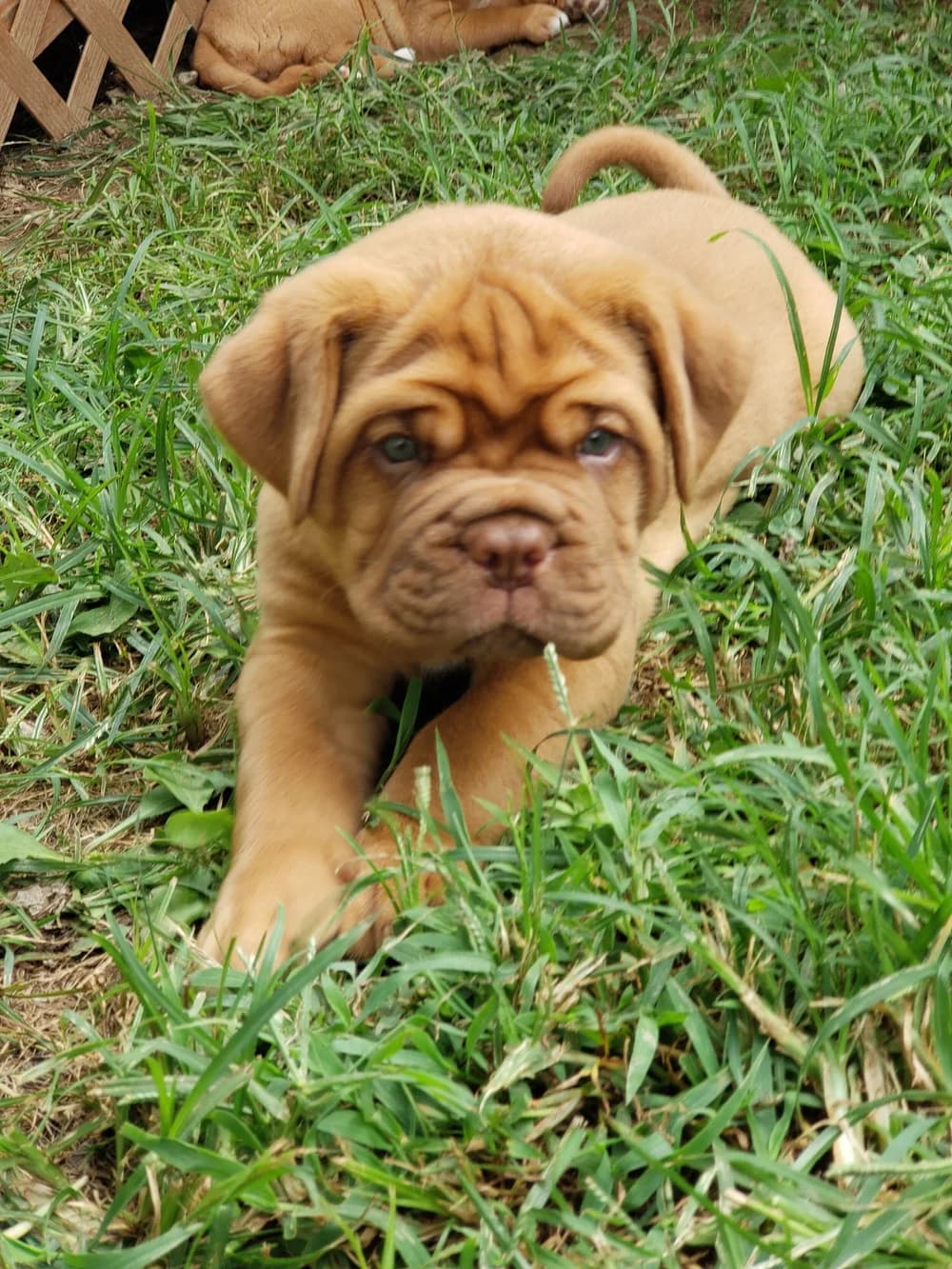 Young puppy resting in the grass