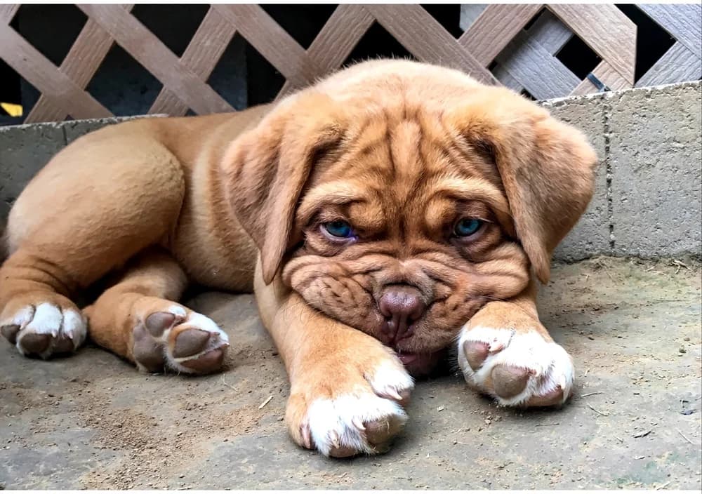 Puppy lying down with its head on its paws