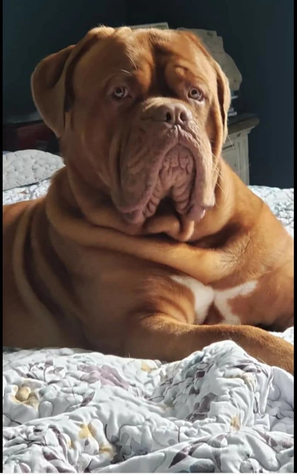 Dog resting on a bed at home